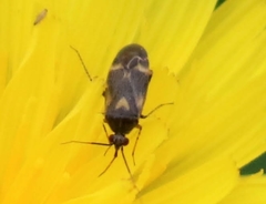 Plagiognathus obscurus