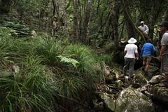 Carex lancea