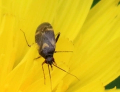 Plagiognathus obscurus