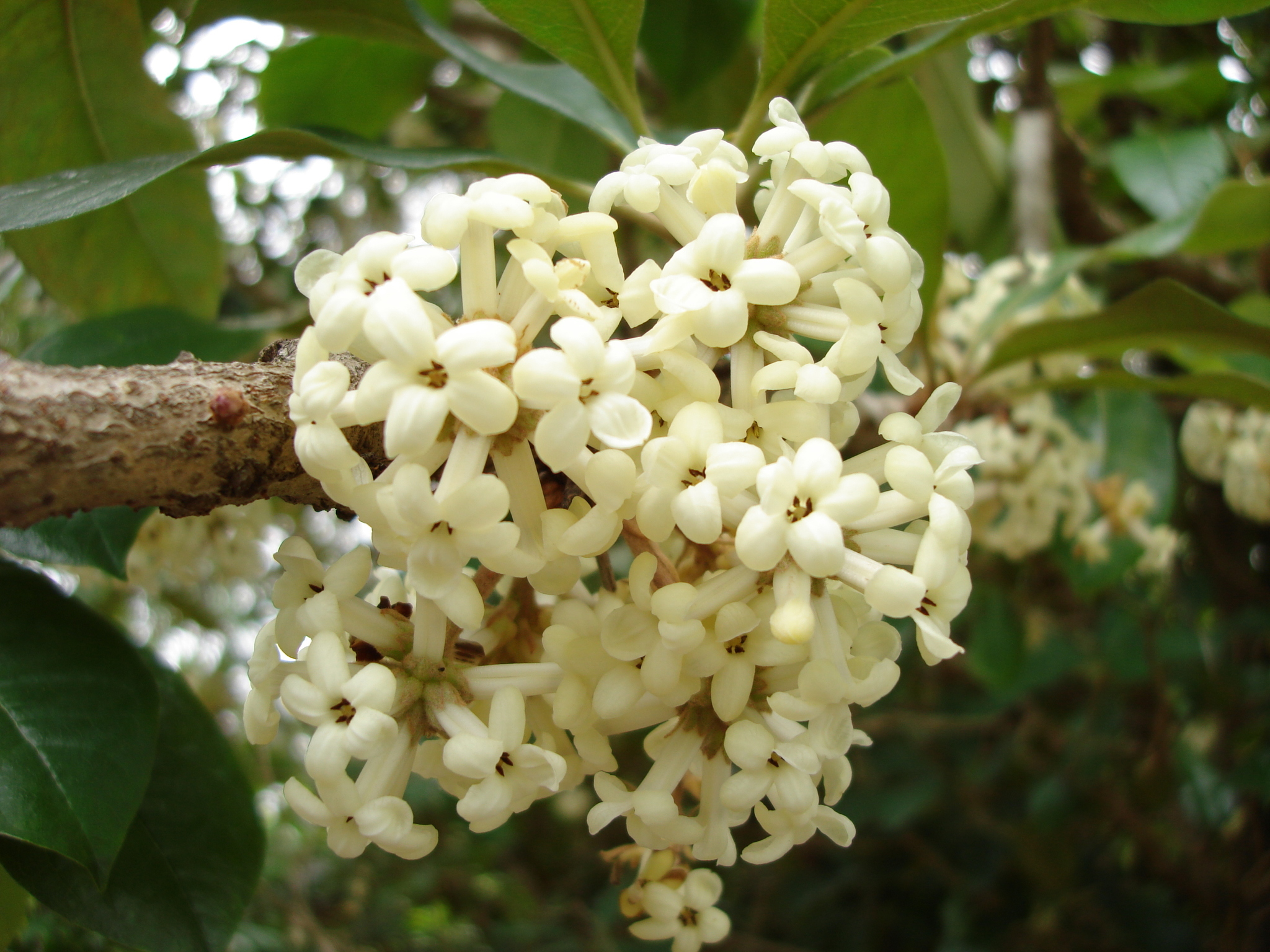 Pittosporum hosmeri