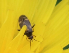 Plagiognathus obscurus