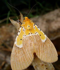 Asota speciosa