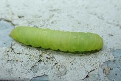 Psimada quadripennis