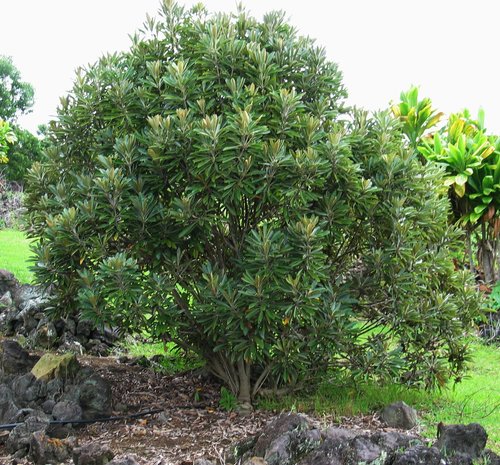 Pittosporum hosmeri