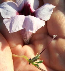 Sesamum triphyllum var. triphyllum image