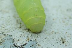 Psimada quadripennis