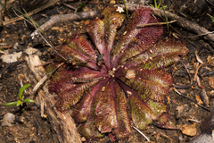 Drosera rosulata