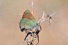 Callophrys affinis apama