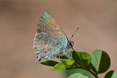 Callophrys affinis apama