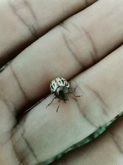 Leptinotarsa lineolata