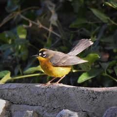 Basileuterus lachrymosus