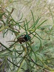 Leptinotarsa lineolata