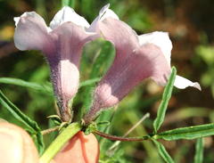 Sesamum triphyllum var. triphyllum image