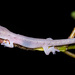 Bold-striped Gecko - Photo (c) Damien Brouste, some rights reserved (CC BY-NC), uploaded by Damien Brouste