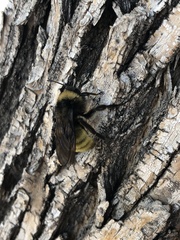 Bombus pensylvanicus