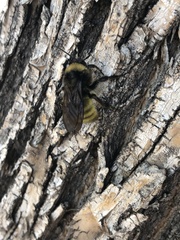Bombus pensylvanicus
