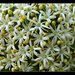 Pittosporum rhombifolium - Photo (c) Tatters ❀, algunos derechos reservados (CC BY-NC-ND)