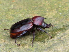Aegopsis curvicornis
