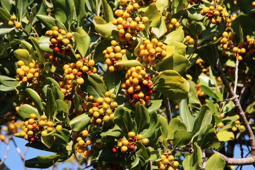 Pittosporum viridiflorum