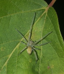 Cheiracanthium mildei