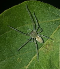 Cheiracanthium mildei
