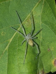 Cheiracanthium mildei
