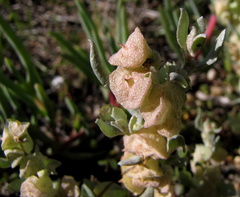 Atriplex lindleyi inflata
