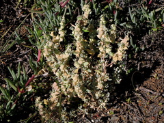 Atriplex lindleyi inflata