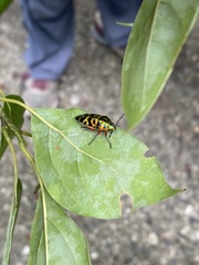 Scutellera