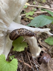 Limax maximus