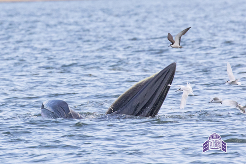 Photo of Bryde's whale (Balaenoptera edeni)