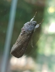 Noctuinae