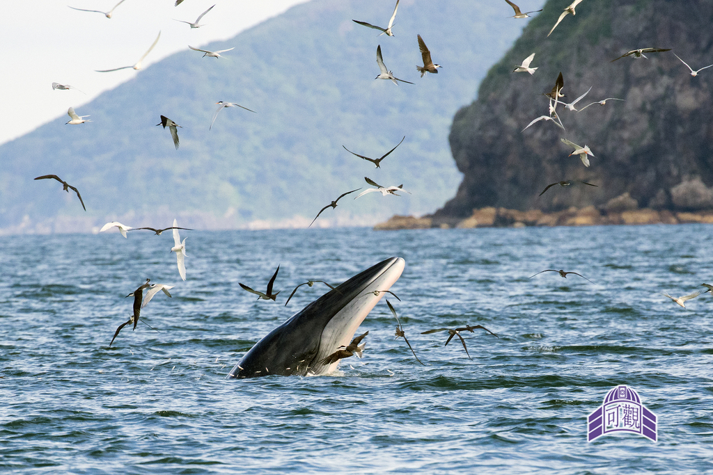 Photo of Bryde's whale (Balaenoptera edeni)