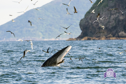 Photo of Bryde's whale (Balaenoptera edeni)