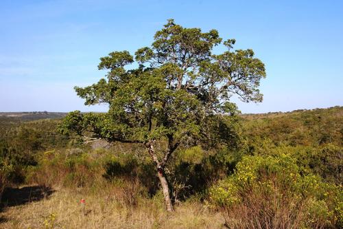 Pittosporum viridiflorum