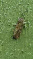 Noctuinae