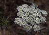 False Queen Anne's Lace - Photo (c) Marion Maclean, some rights reserved (CC BY-NC), uploaded by Marion Maclean