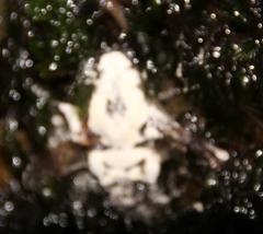 Entomophthorales