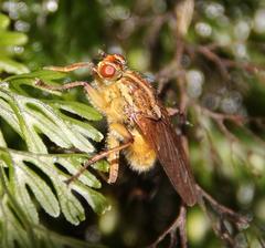 Entomophthorales
