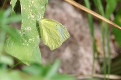 Abaeis mexicana
