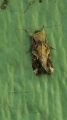 Spodoptera