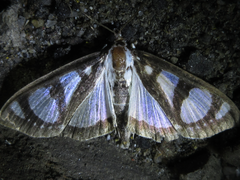 Glyphodes quadrimaculalis