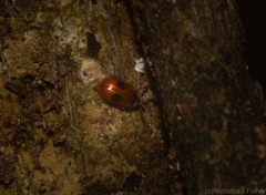 Stenotarsus parallelus