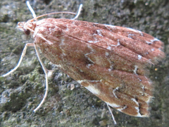 Elophila turbata