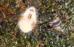 Entomophthorales