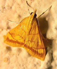 Pyrausta pseudonythesalis
