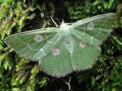Thetidia albocostaria