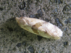 Cochylidia heydeniana