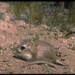 Panamint Kangaroo Rat - Photo (c) 1999 California Academy of Sciences, some rights reserved (CC BY-NC-SA)