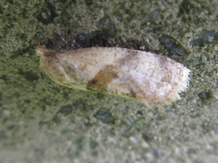 Cochylidia heydeniana